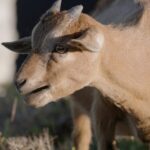 Island_of_Goats__Discover_Fujian_s_Cliff_Climbing_White_Browed_Goats___ video poster