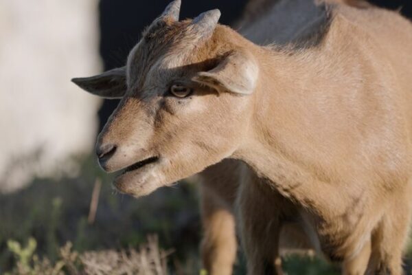 Island of Goats: Discover Fujian’s Cliff-Climbing White-Browed Goats 🌊🐐 Island_of_Goats__Discover_Fujian_s_Cliff_Climbing_White_Browed_Goats___ video poster