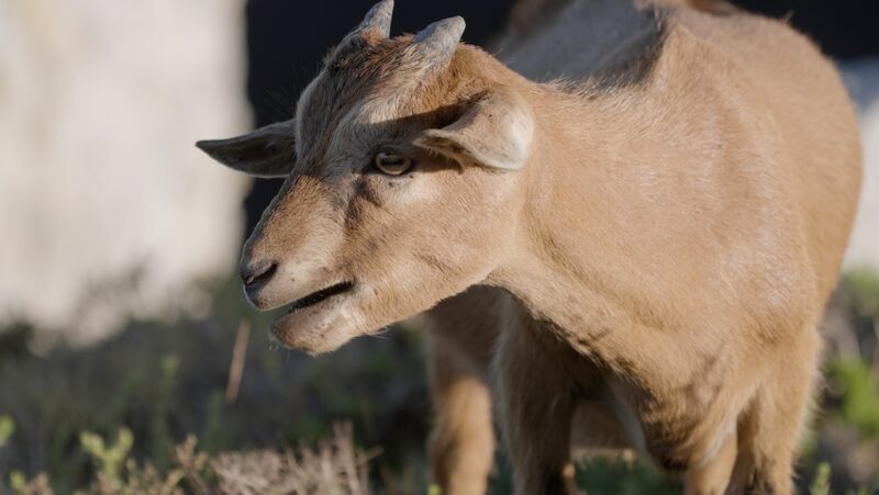Island_of_Goats__Discover_Fujian_s_Cliff_Climbing_White_Browed_Goats____poster - 🌍NewspaperAmigo – Your Global News Buddy 🗞️ Island_of_Goats__Discover_Fujian_s_Cliff_Climbing_White_Browed_Goats___ video poster
