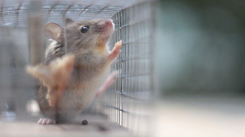 Israeli_Study_Shows_How_Trauma_Changes_Mice_Brain_to_Heighten_Fear_Response___ - 🌍NewspaperAmigo – Your Global News Buddy 🗞️ Israeli_Study_Shows_How_Trauma_Changes_Mice_Brain_to_Heighten_Fear_Response___