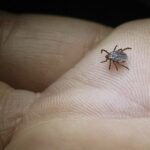 Japan_Reports_First_Human_to_Human_Spread_of_Tick_Borne_Virus__