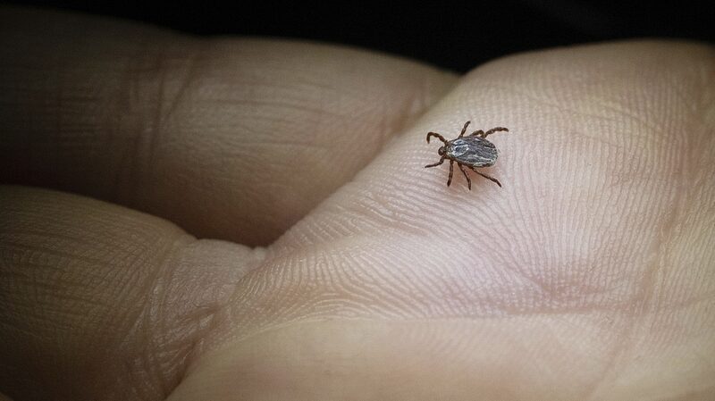 Japan_Reports_First_Human_to_Human_Spread_of_Tick_Borne_Virus__ - 🌍NewspaperAmigo – Your Global News Buddy 🗞️ Japan_Reports_First_Human_to_Human_Spread_of_Tick_Borne_Virus__
