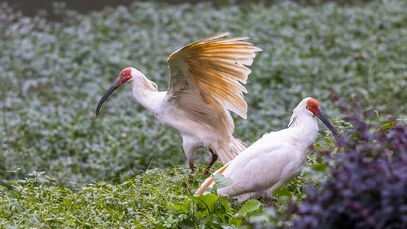 Japan_Returns_16_Crested_Ibises_to_China_to_Boost_Conservation_Efforts
