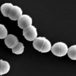 Japan_Sees_Surge_in__Flesh_Eating_Bacteria__Cases__What_You_Need_to_Know__