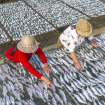 Jiangsu_Fishermen_Turn_Sunshine_into_Savory_Tradition____