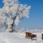 ___Jilin_s_Songhua_River_Transforms_Into_Winter_Fairy_Tale___