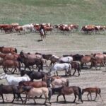 Journey_Through_Inner_Mongolia_s_Golden_Summer_Pastures___ video poster