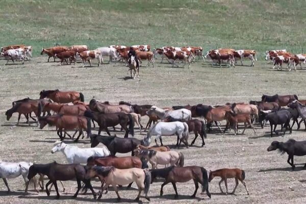 Journey Through Inner Mongolia’s Golden Summer Pastures 🌾🐎 Journey_Through_Inner_Mongolia_s_Golden_Summer_Pastures___ video poster