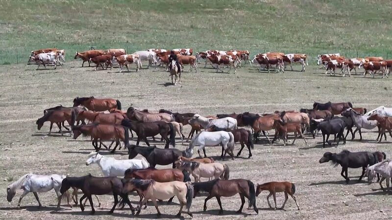 Journey_Through_Inner_Mongolia_s_Golden_Summer_Pastures____poster - 🌍NewspaperAmigo – Your Global News Buddy 🗞️ Journey_Through_Inner_Mongolia_s_Golden_Summer_Pastures___ video poster