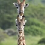 __Kenya_Boosts_Wildlife_Patrols_as_Lion_Encounters_Roar_in_Nairobi