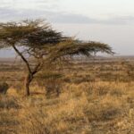 Kenya_Drought_Crisis_Deepens__Millions_Face_Starvation_Risk___
