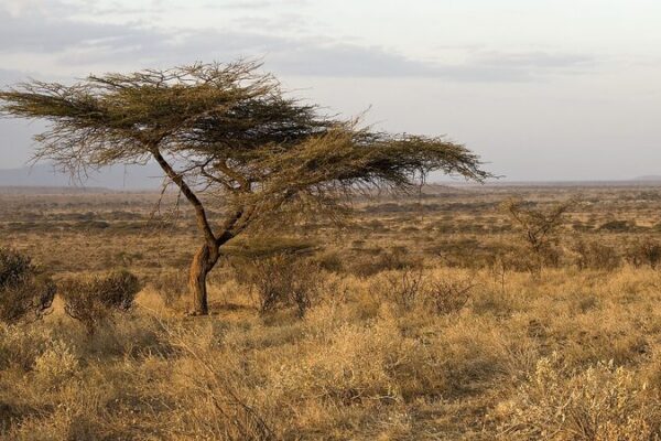Kenya Drought Crisis Deepens: Millions Face Starvation Risk 🌍💧 Kenya_Drought_Crisis_Deepens__Millions_Face_Starvation_Risk___