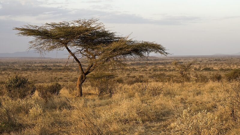 Kenya_Drought_Crisis_Deepens__Millions_Face_Starvation_Risk___