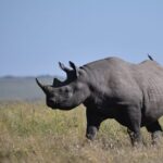 Kenya_Launches_High_Tech_Rhino_Tracking_to_Save_Endangered_Species___