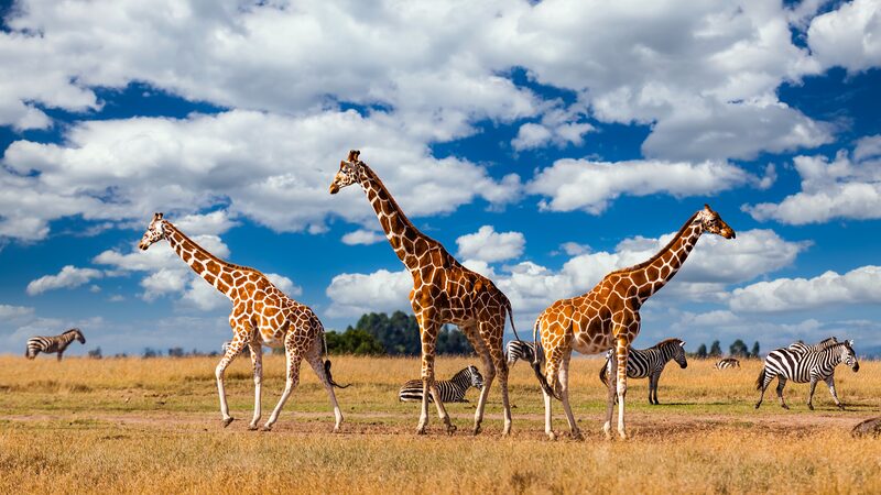 Kenya_Unveils_Ambitious_Plan_to_Protect_Wildlife___
