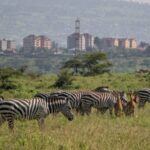 Kenya_s_Wildlife_Census__A_Game_Changer_for_Conservation___