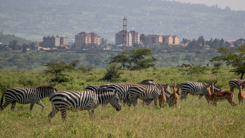 Kenya_s_Wildlife_Census__A_Game_Changer_for_Conservation___ - 🌍NewspaperAmigo – Your Global News Buddy 🗞️ Kenya_s_Wildlife_Census__A_Game_Changer_for_Conservation___