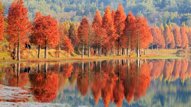 Kunming’s Dawn Redwoods Illuminate Early Winter 🌳🍁 Kunming_s_Dawn_Redwoods_Illuminate_Early_Winter___