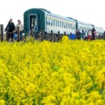 Kunming_s_Golden_Rapeseed_Fields_Bloom__Welcoming_Spring___