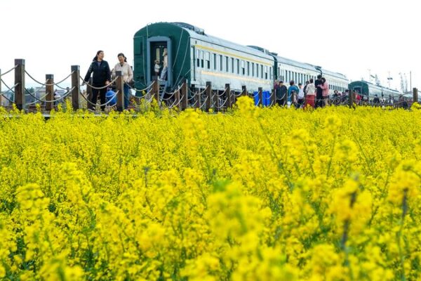 Kunming’s Golden Rapeseed Fields Bloom, Welcoming Spring 🌼✨ Kunming_s_Golden_Rapeseed_Fields_Bloom__Welcoming_Spring___