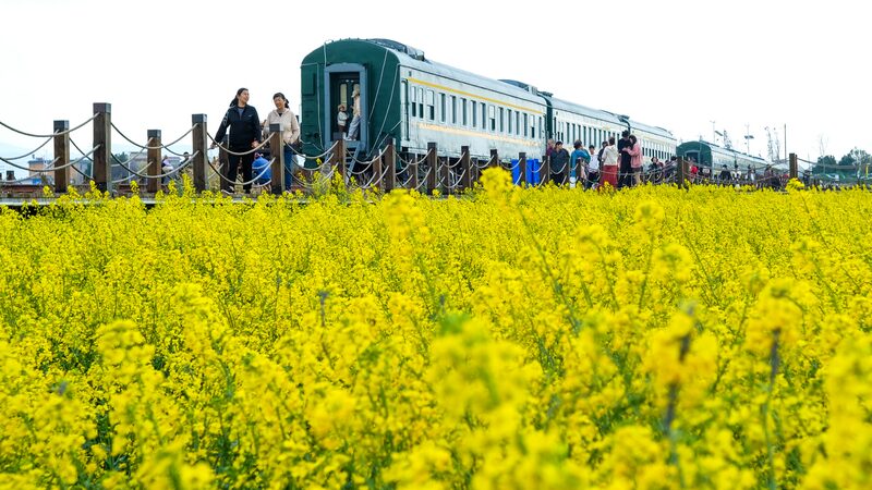 Kunming_s_Golden_Rapeseed_Fields_Bloom__Welcoming_Spring___ - 🌍NewspaperAmigo – Your Global News Buddy 🗞️ Kunming_s_Golden_Rapeseed_Fields_Bloom__Welcoming_Spring___