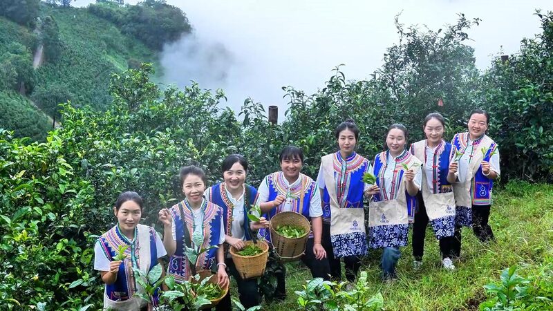 Lahu People Shine with Bingdao Tea at Beijing Expo 🍵✨ Lahu_People_Shine_with_Bingdao_Tea_at_Beijing_Expo___ video poster