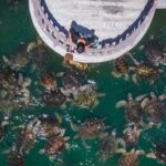 ___Let_s__Shellebrate__World_Turtle_Day__Protect_Our_Ancient_Friends_