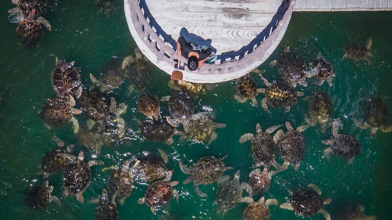 ___Let_s__Shellebrate__World_Turtle_Day__Protect_Our_Ancient_Friends_