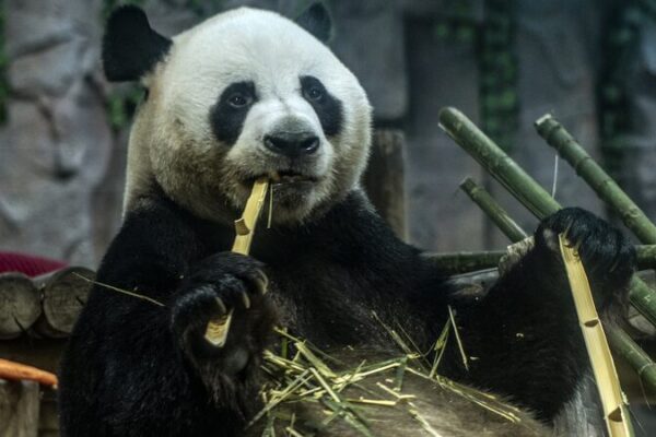 Ling Yan the Panda Steals Hearts with Snowy Shenanigans 🌨️🐼 Ling_Yan_the_Panda_Steals_Hearts_with_Snowy_Shenanigans____ video poster