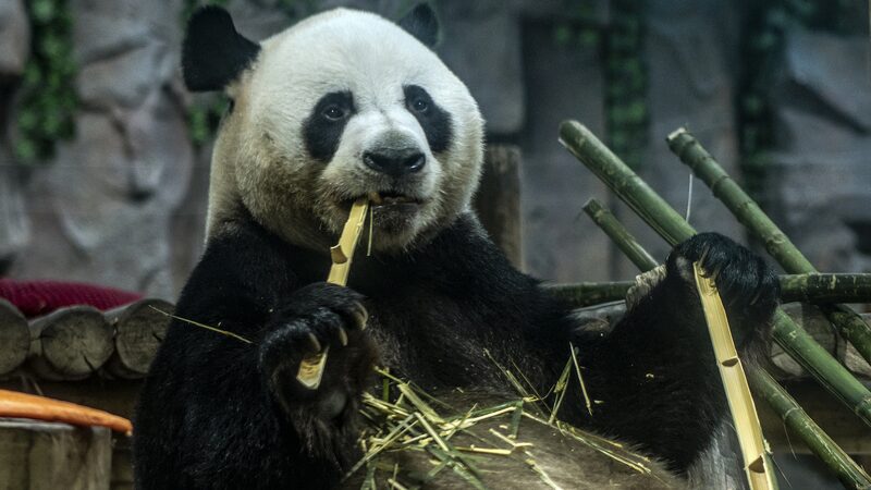 Ling_Yan_the_Panda_Steals_Hearts_with_Snowy_Shenanigans_____poster - 🌍NewspaperAmigo – Your Global News Buddy 🗞️ Ling_Yan_the_Panda_Steals_Hearts_with_Snowy_Shenanigans____ video poster