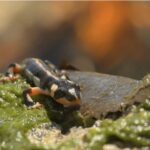 Luristan_Newt__Iran_s_Endangered_Rainbow_Salamander___ video poster