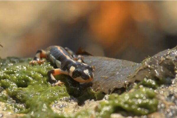 Luristan Newt: Iran’s Endangered Rainbow Salamander 🦎✨ Luristan_Newt__Iran_s_Endangered_Rainbow_Salamander___ video poster