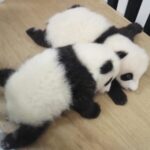 __Macao_s_Panda_Family_Bridges_Hearts_Across_the_Strait