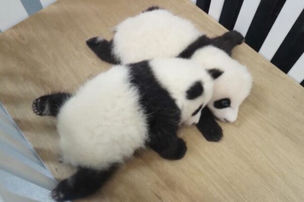 🐼 Macao’s Panda Family Bridges Hearts Across the Strait __Macao_s_Panda_Family_Bridges_Hearts_Across_the_Strait