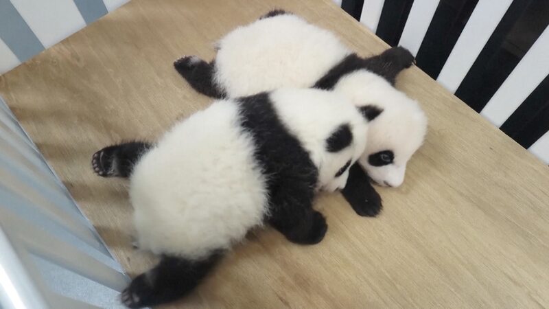 Macao_s_Panda_Family_Bridges_Hearts_Across_the_Strait - 🌍NewspaperAmigo – Your Global News Buddy 🗞️ __Macao_s_Panda_Family_Bridges_Hearts_Across_the_Strait