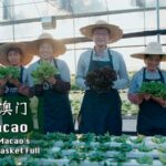 __Macao_s_Veggie_Boom__How_Guangdong_s_Tech_Fuels_Fresh_Markets video poster