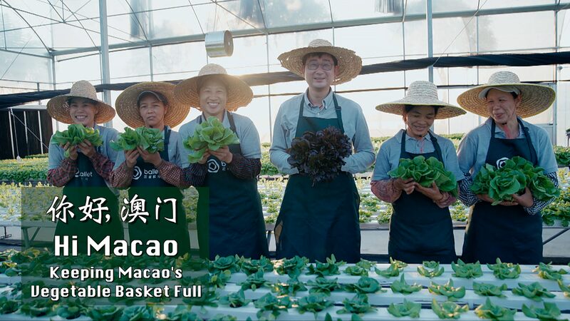 Macao_s_Veggie_Boom__How_Guangdong_s_Tech_Fuels_Fresh_Markets_poster - 🌍NewspaperAmigo – Your Global News Buddy 🗞️ __Macao_s_Veggie_Boom__How_Guangdong_s_Tech_Fuels_Fresh_Markets video poster