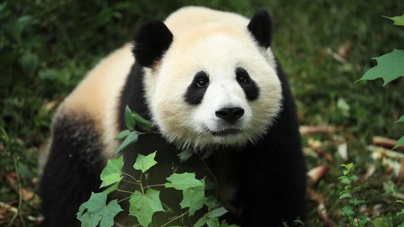 Madrid_Zoo_Welcomes_New_Giant_Pandas__Jin_Xi_____Zhu_Yu____
