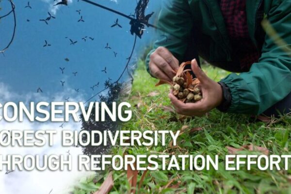 Malaysia’s Reforestation Efforts: Saving Forest Biodiversity 🌳🌏 Malaysia_s_Reforestation_Efforts__Saving_Forest_Biodiversity___ video poster
