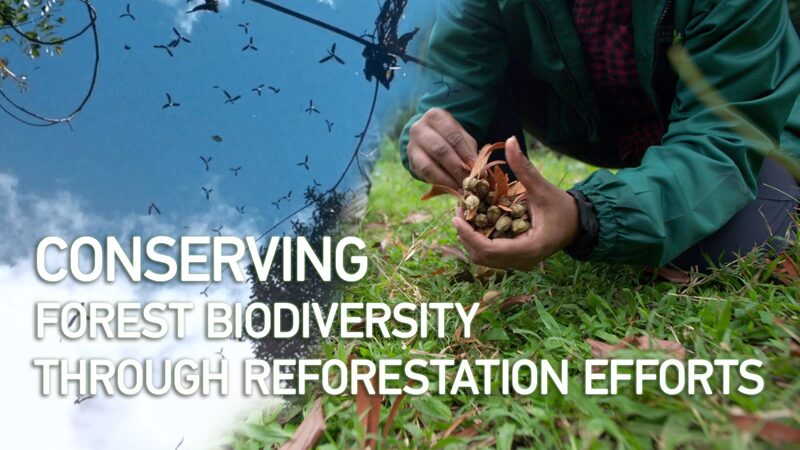 Malaysia_s_Reforestation_Efforts__Saving_Forest_Biodiversity____poster - 🌍NewspaperAmigo – Your Global News Buddy 🗞️ Malaysia_s_Reforestation_Efforts__Saving_Forest_Biodiversity___ video poster