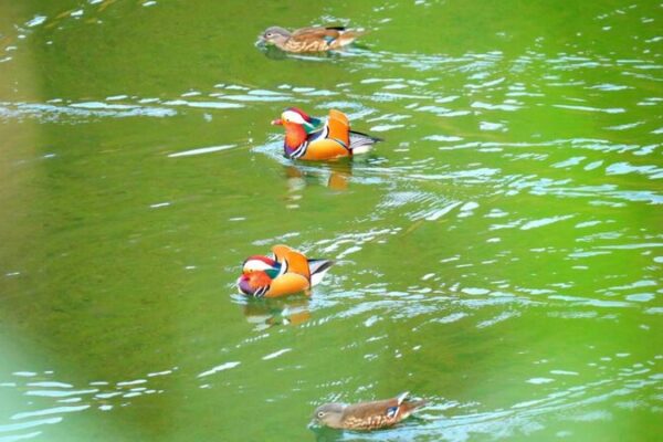 Mandarin Ducks Brighten Guizhou Winters 🦆❄️ Mandarin_Ducks_Brighten_Guizhou_Winters____ video poster