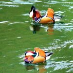 Mandarin_Ducks_Make_a_Comeback_in_Guizhou___