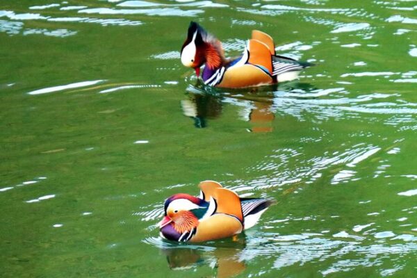 Mandarin_Ducks_Make_a_Comeback_in_Guizhou___