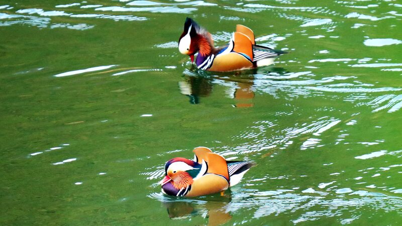 Mandarin_Ducks_Make_a_Comeback_in_Guizhou___ - 🌍NewspaperAmigo – Your Global News Buddy 🗞️ Mandarin_Ducks_Make_a_Comeback_in_Guizhou___