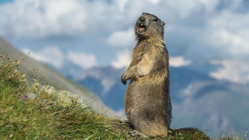 Marmot Tango: Hilarious Duet Captured in Northwest China’s Gansu Province! 🐾💃 Marmot_Tango__Hilarious_Duet_Captured_in_Northwest_China_s_Gansu_Province____ video poster