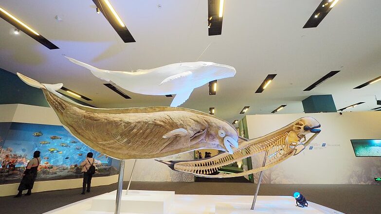 Marvel_at_China_s_Wildlife_Conservation_Wins_at_Beijing_s_Latest_Exhibition___ - 🌍NewspaperAmigo – Your Global News Buddy 🗞️ Marvel_at_China_s_Wildlife_Conservation_Wins_at_Beijing_s_Latest_Exhibition___