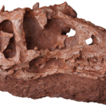 Meet_Asiatyrannus_Xui__China_s_New_Dino_Discovery___