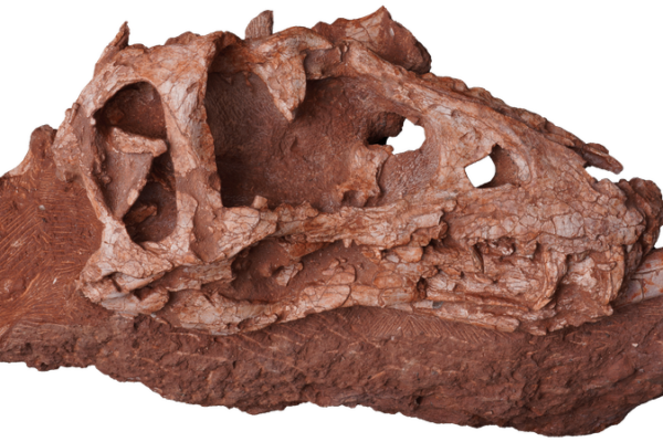 Meet Asiatyrannus Xui: China’s New Dino Discovery 🦖✨ Meet_Asiatyrannus_Xui__China_s_New_Dino_Discovery___