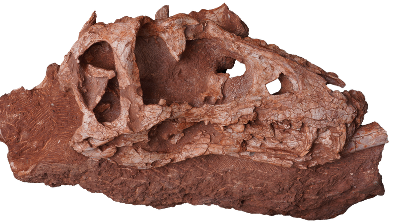 Meet_Asiatyrannus_Xui__China_s_New_Dino_Discovery___ - 🌍NewspaperAmigo – Your Global News Buddy 🗞️ Meet_Asiatyrannus_Xui__China_s_New_Dino_Discovery___