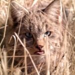 Meet_China_s_Young_Wildlife_Guardians_in_Qilian_Mountains____ video poster